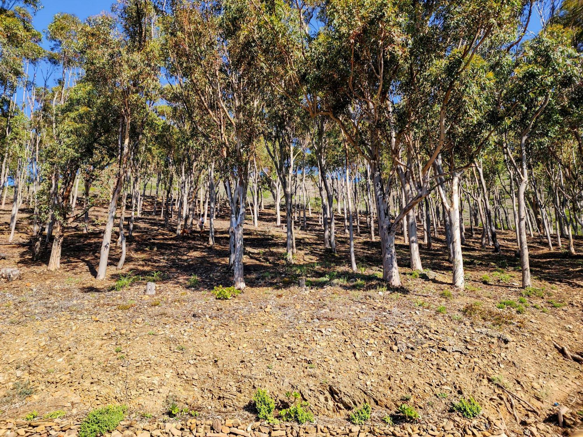 Guest house Bluegum Hill & Cape Town